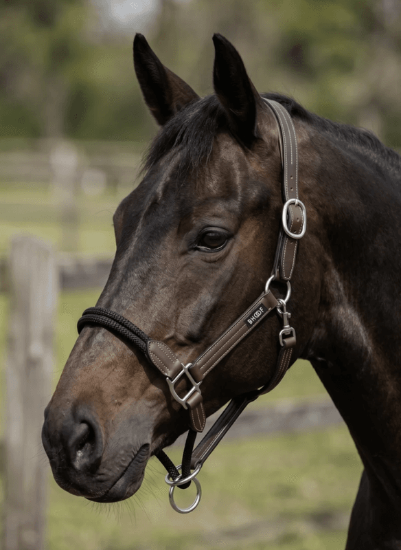 Bhoof Leather Halter with Rope 