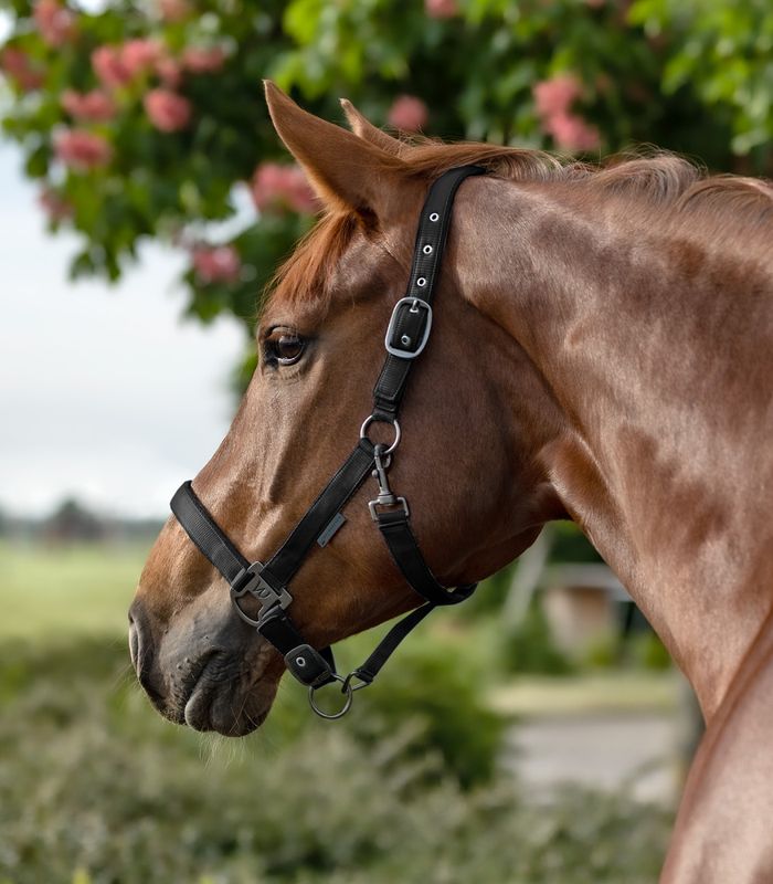 Waldhausen Gloomy Grime
