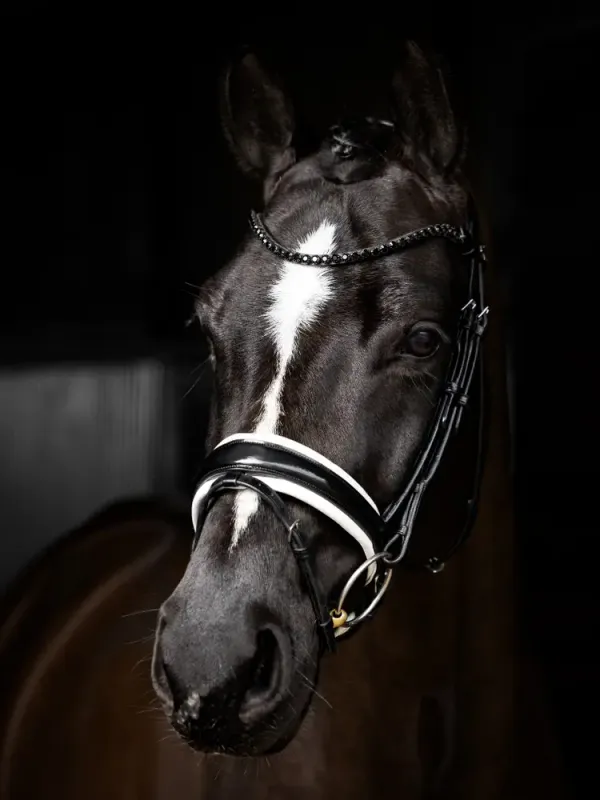 LeMieux Kudos Patent Rolled Dressage Bridle