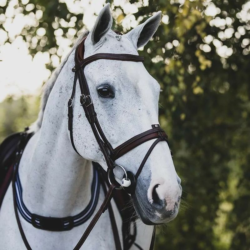 Antarès Precision anatomic comfort bridle
