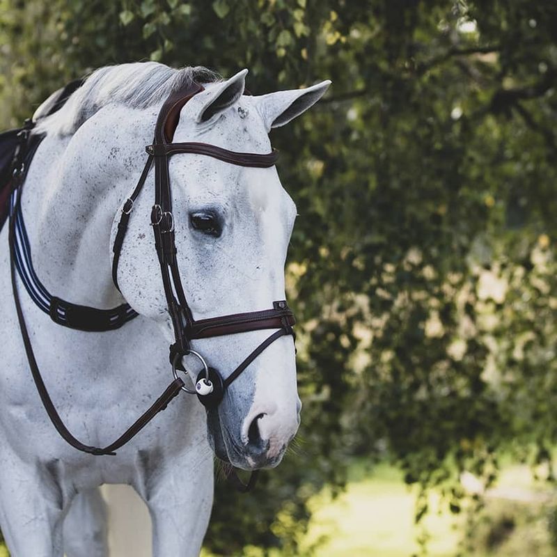 Antarès Precision anatomic comfort bridle