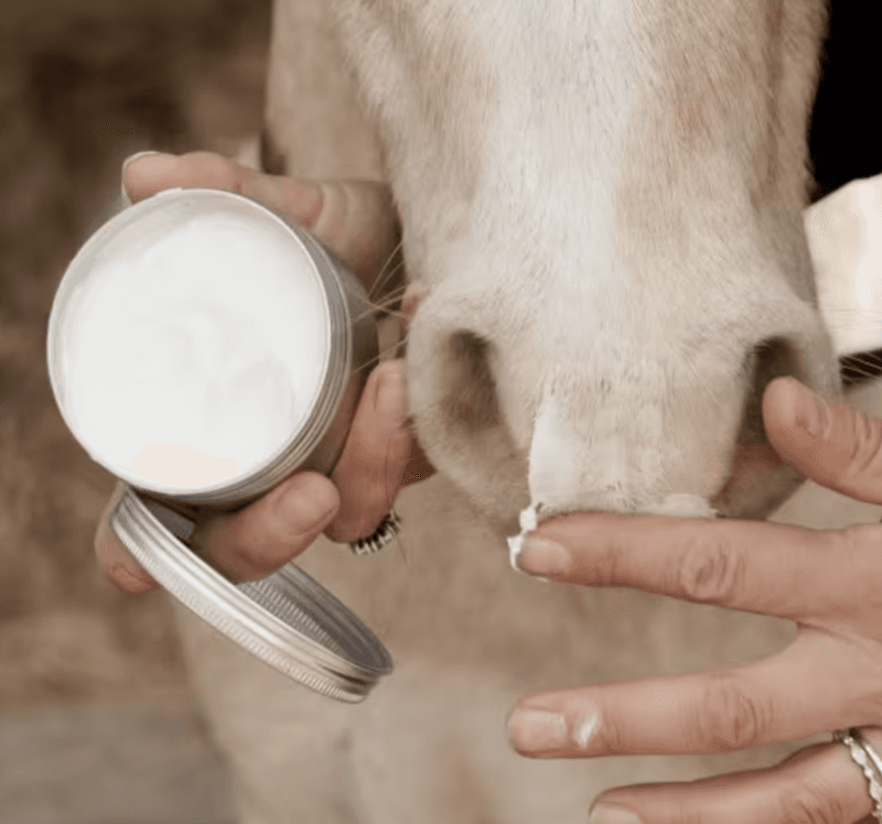 Grooming Deluxe Sunblock