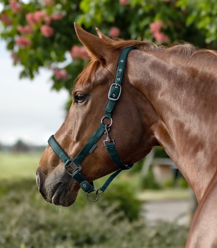 Waldhausen Gloomy Grime