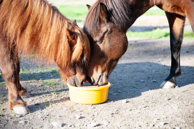 Hovedbilde Wiroslick Hest 10kg